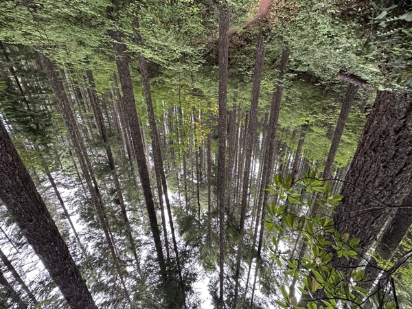 Near Oakridge, Willamette National Forest, Oregon