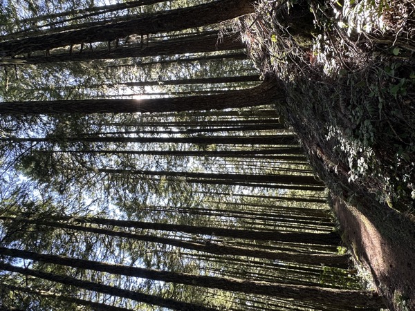 Near Oakridge, Willamette National Forest, Oregon