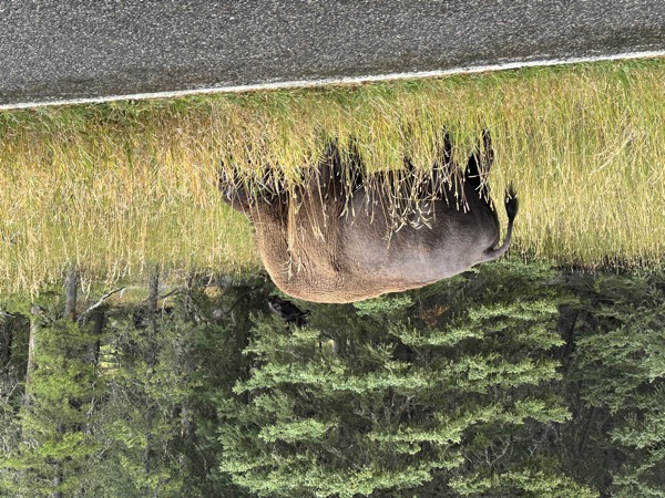 Northeast Entrance Road near Silver Gate, Yellowstone National Park